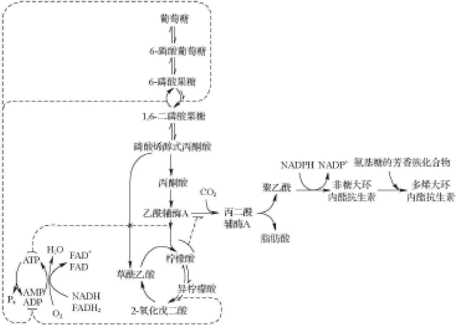 纳他霉素的生物合成途径与代谢调控